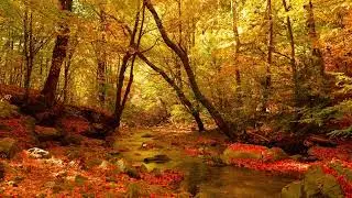 Stroll in the Autumn Forest ~ Relax Music