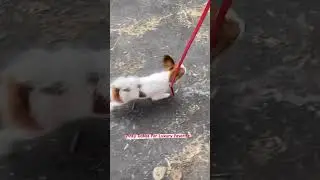Папийон. Новый член семьи в питомнике Лакшери Фаворит👌