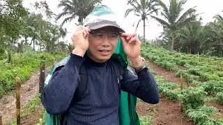 Bell Pepper Trial Outcome - 