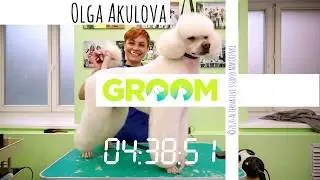 Подснежник (пострижка пуделя после зимы Акуловой Ольгой)