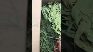 Классический эвкалипт для бани