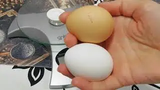 Просто бомба! Невероятное видео о том, как нас обманывают поставщики яиц.
