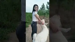 Girl rides her goat #8