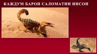 Канзи Шифо  -  ЗУЛУК (ШУЛУК), КАЖДУМ, МУРҒОБӢ