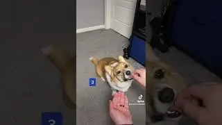 How many invisible treats can I give my corgi?!