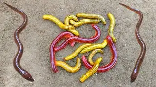 Wow! Looking for millipedes, luwing and finding ornamental fish, catfish,climbing perch,turtles,eels