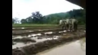 Desa Wisata Hargomulyo - Ngrambe Ngawi