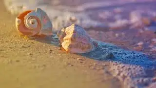 Full Moon Meditation - At Home in Nature, Seashells (August 2024)