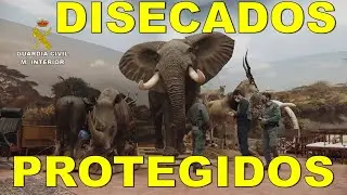 🐘🐆Incautado el mayor hallazgo de animales disecados protegidos en España y entre +grandes de Europa🦏