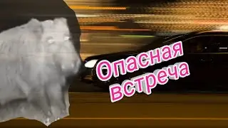 Как я орала || Встреча с диким кабаном