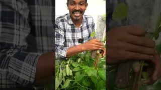 අහිතකර රෝග පාලනයට රතු තම්පලා