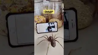 Паук-танцор #насекомые #паук #пауки #танцы #смешные