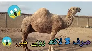 Dangerous Camel 🥵 🐪 | Cheap Rate | #youtube #viral #eid #camel #a #trending