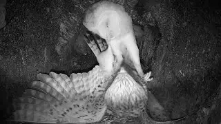 Animal Fights | How Wildlife Battles to Survive