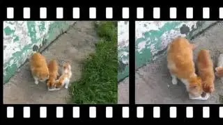Путь цветника и меня