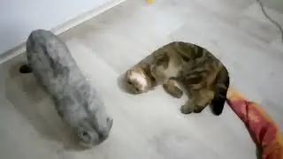 вязка шотландские вислоухие
