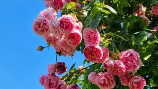 #СвитЛагуна  #Плетистая #climber #SweetLaguna #Аромат крепкий #Laguna #garden  #2023