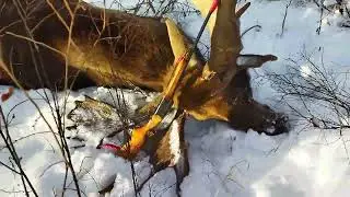 A giant moose was harvested on November 12, 2022.