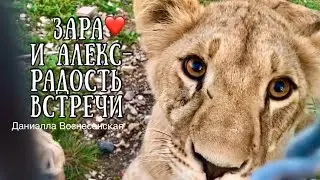 Львята Зара и Алекс - радость встречи❤️!!! Lion cubs Alex and Zara! Taigan. Crimea