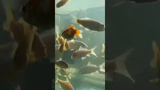coba hitung ada berapa koi di kolam?