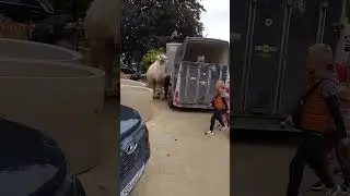 Верблюд в Троицке 