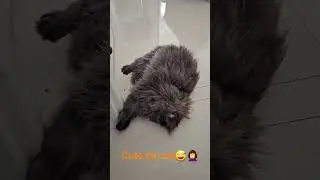 cute fat cat🫠🤣