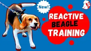 How to deal with your beagle reactivity