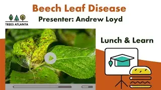 Lunch and Learn: Beech Leaf Disease