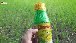 Herbisida Sistemik di lahan Padi sawah Kering