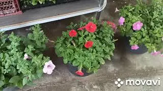 Конец мая, что растет, что цветёт?