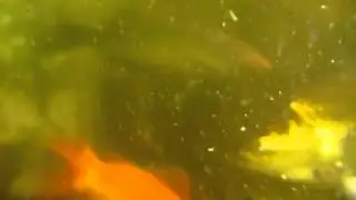 Fish Update 21/9 - Tank 1