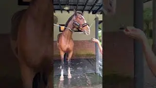 First time feed the horse for mom lulu!#horseriding #horse #animals #shorts