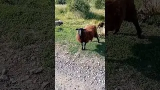 МНЕНИЕ О НОВОЙ ПЕСНЕ МОРГЕНШТЕРНА! #shorts #юмор