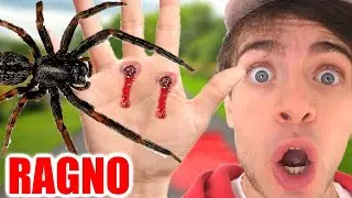 VITTORIO WAS BITTEN BY THE SPIDER!!