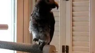 Hello Helllllllloooooooo Talking African Grey