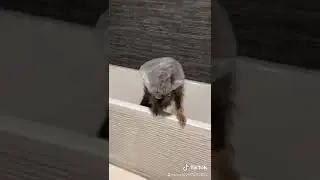 Hola!!!cuanto tiempo!! Hoy os dejo un vídeo que hice con mi perrita Olli!