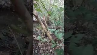 Natureza 