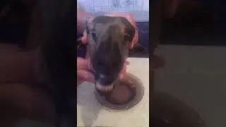 Хаха