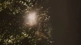 The lightest tree in the world!!!