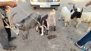 4.08.2024.MAŞTAĞA.QOYUN.KEÇİ.BAZARI.🐑🐐.       🇦🇿