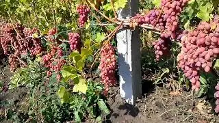 Виноград Гелиос 2018год
