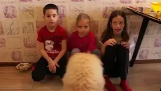 Чем лучше кормить собаку?
