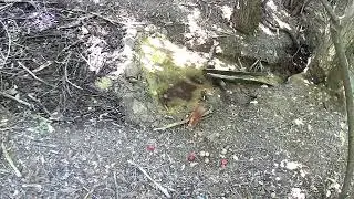 Джерельце. В ролях: миші, горобці, зяблики, сокіл, куниця, білка, дятел.
