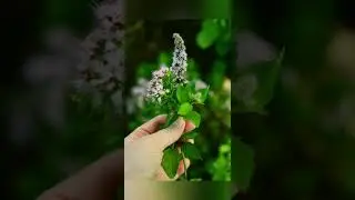 Мята снижает потенцию мужчин! Правда ли это?