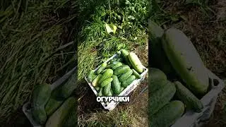 Мой скромный урожай огурцов! 🥒 #дача #огород #garden