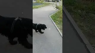 Осеннее утро английского кокер - спаниеля #собака #dog