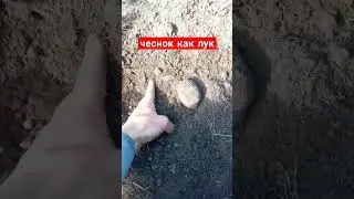 чеснок как лук. картошка сорняк в чесноке. сад и огород. Дачный Быт.
