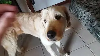 The Goodest boi you'll ever see