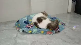 You Laugh You Lose⚾Funniest Dogs and Cats 2025🎩