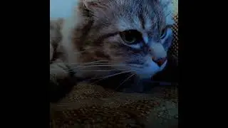 cool #capcut #cat #subscribe #tiktok #shortsvideo #shorts
